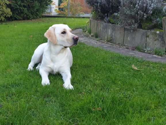 vom Langgrund Unser Hund